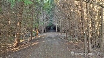 Smith Property trail canopy - goes for quite a distance