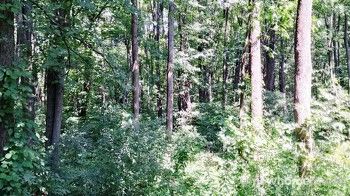 Trees are very large and thick in this forest