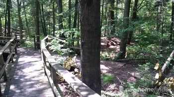 Tilts Bush boardwalk