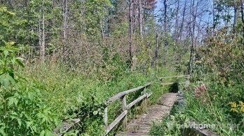 Tilts Bush boardwalk