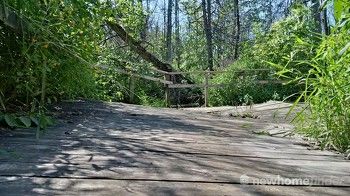 Tilts Bush boardwalk