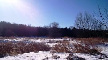 The river is in front of those trees