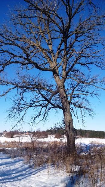 Some very old trees on the flood plain