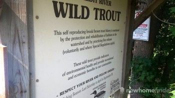 Wild Trout and fishing in Credit River