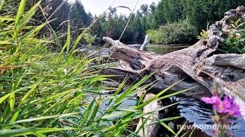 Credit River