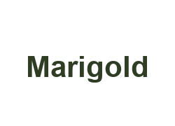 Marigold new home development by Mosaic in Coquitlam, British Columbia