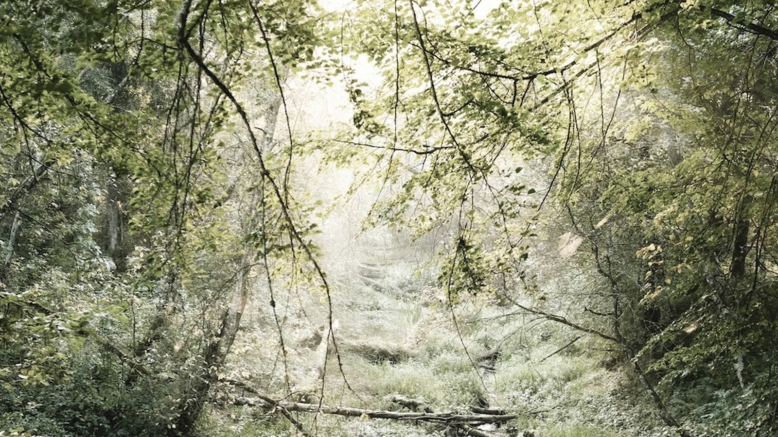 Founders Walk wooded creek setting